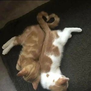 Meet your Posher, Max